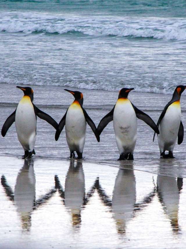 Four penguins standing on a beach with reflections in the water.