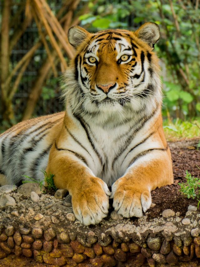 Tiger Dream Meaning, Symbolism, and Interpretation