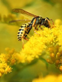 A wasp is sitting on a yellow flower.