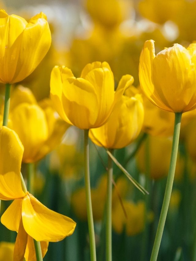Yellow tulips blooming in a field.