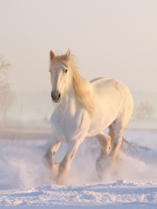 A white horse is running through the snow.
