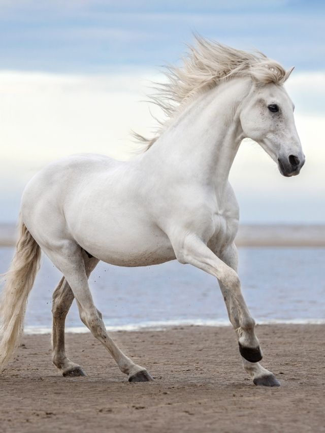 A white horse galloping on the beach.