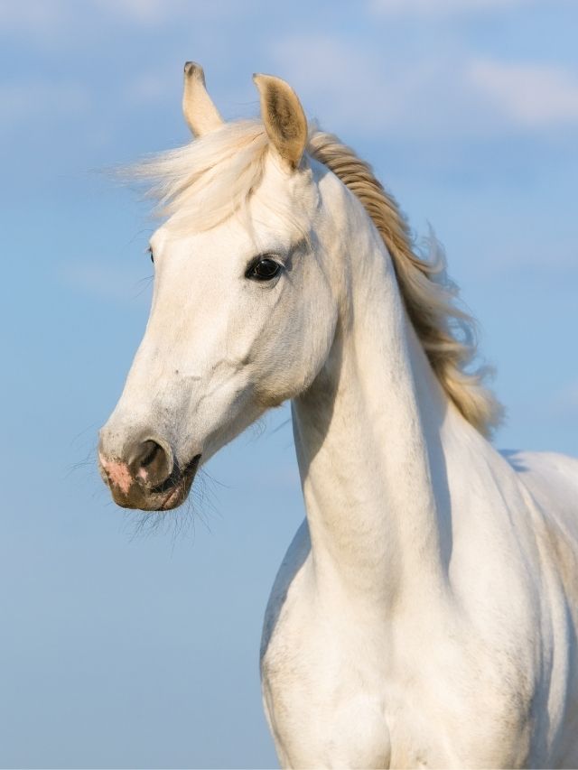 A white horse is standing in a field with a blue sky.