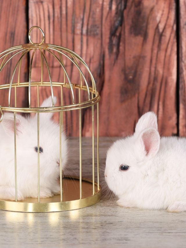 Two white rabbits in a cage on a wooden background.