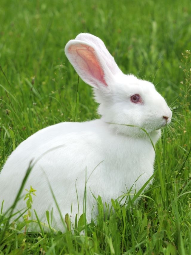 A white rabbit sitting in the grass.