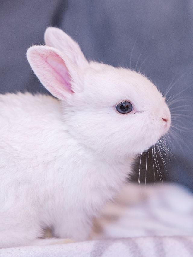 A white rabbit sitting on top of a blanket.
