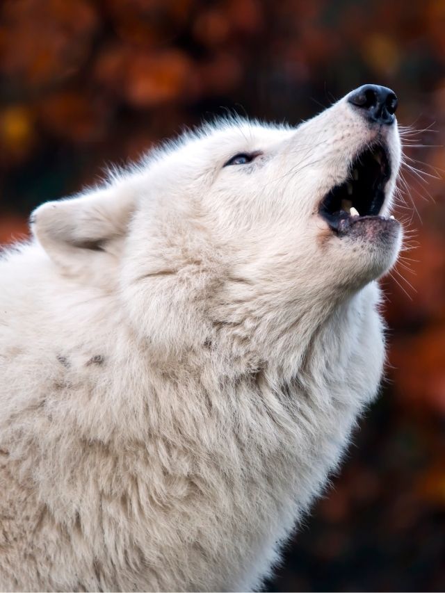 A white wolf is howling with its mouth open.
