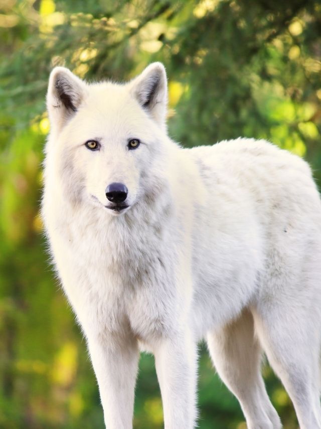 A white wolf standing in the woods.