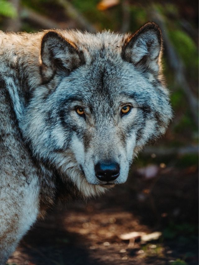 A close up of a gray wolf in the woods.