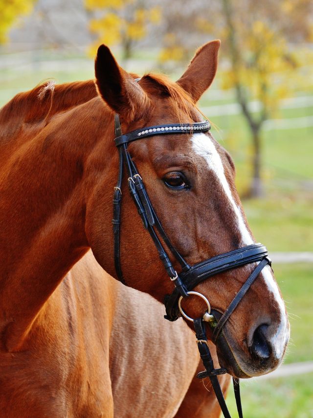A brown horse wearing a bridle.