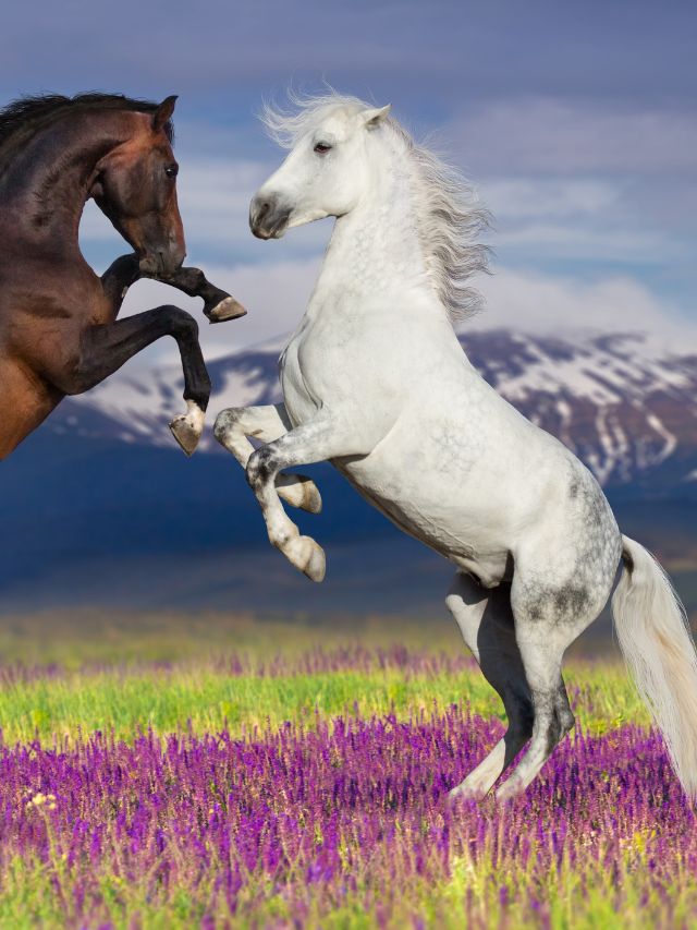 Two horses are fighting in a field of purple flowers.