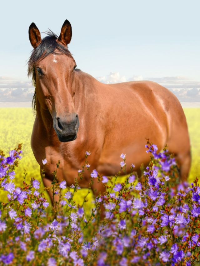 A horse standing in a field of flowers.